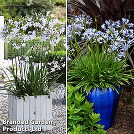 Agapanthus Duo