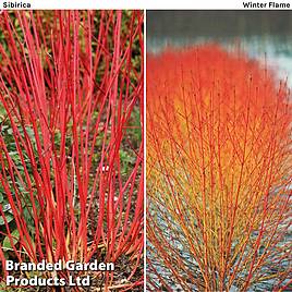 Cornus Winter Duo