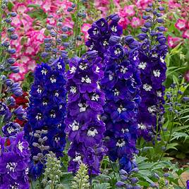 Delphinium Magic Fountains White Dark Bee