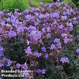 Geranium Storm Cloud