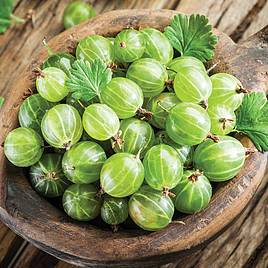 Gooseberry Invicta