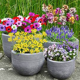 Bumper Spring Bulb Collection