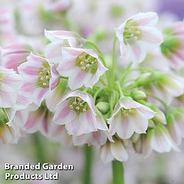 Nectaroscordum siculum