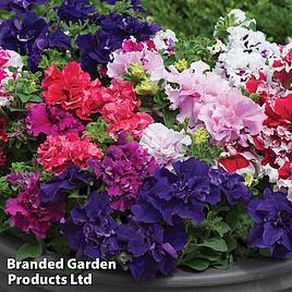 Petunia Orchid-Flowered Mixed F1 Hybrid