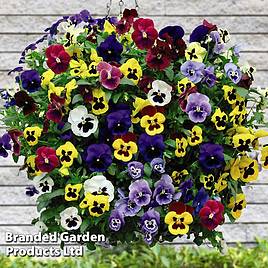 Pansy Universal Mixed F1 Hybrid