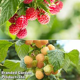 Raspberry Twotimer Sugana Duo (Everbearing)