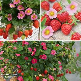 Strawberry Pink Flowered Collection