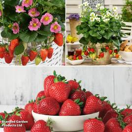 Strawberry Sweet Collection