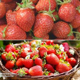 Strawberry Bright Duo