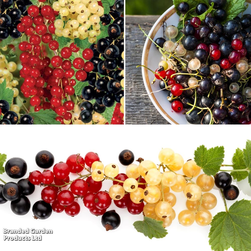 Currant Growers Choice image