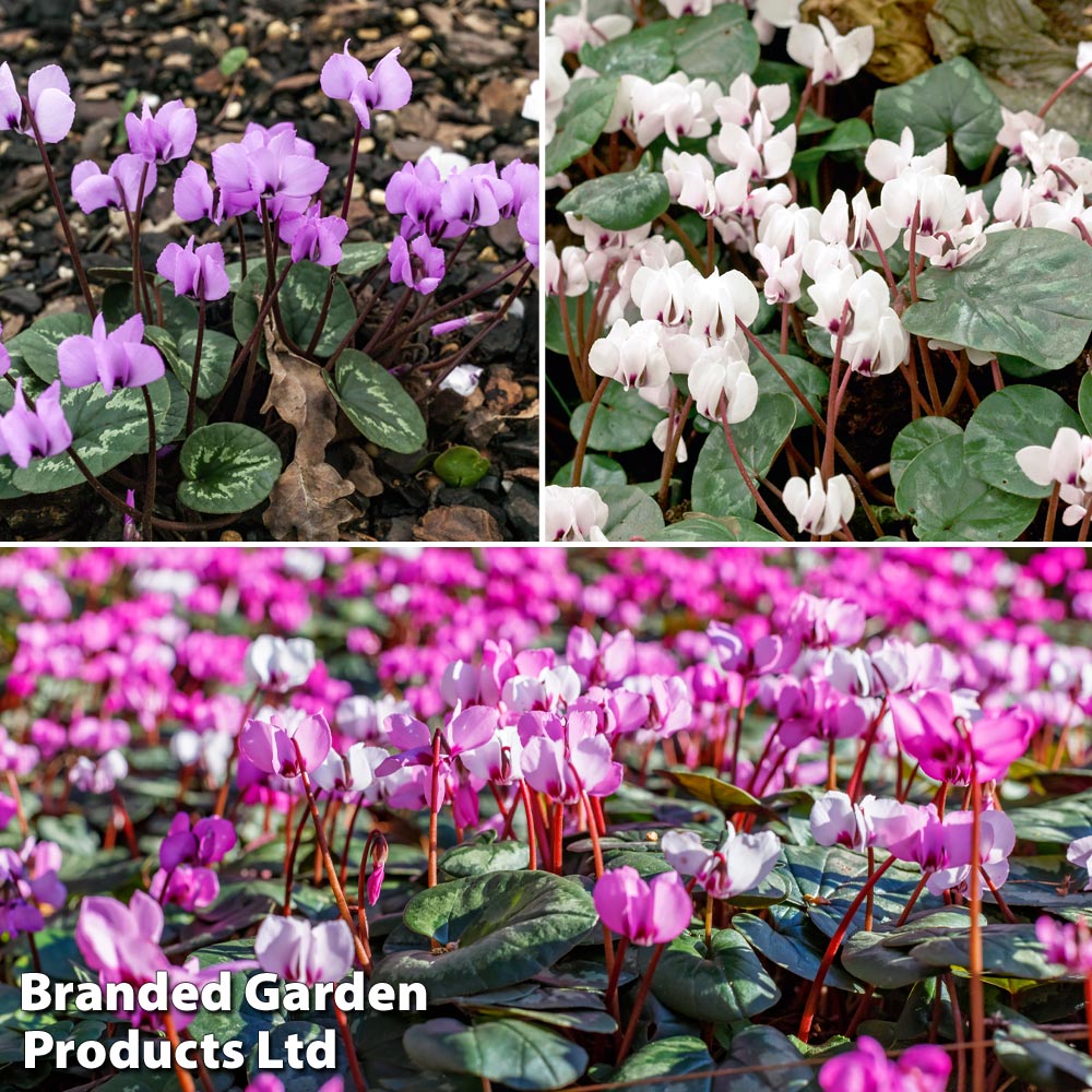 Cyclamen Bulb Collection image