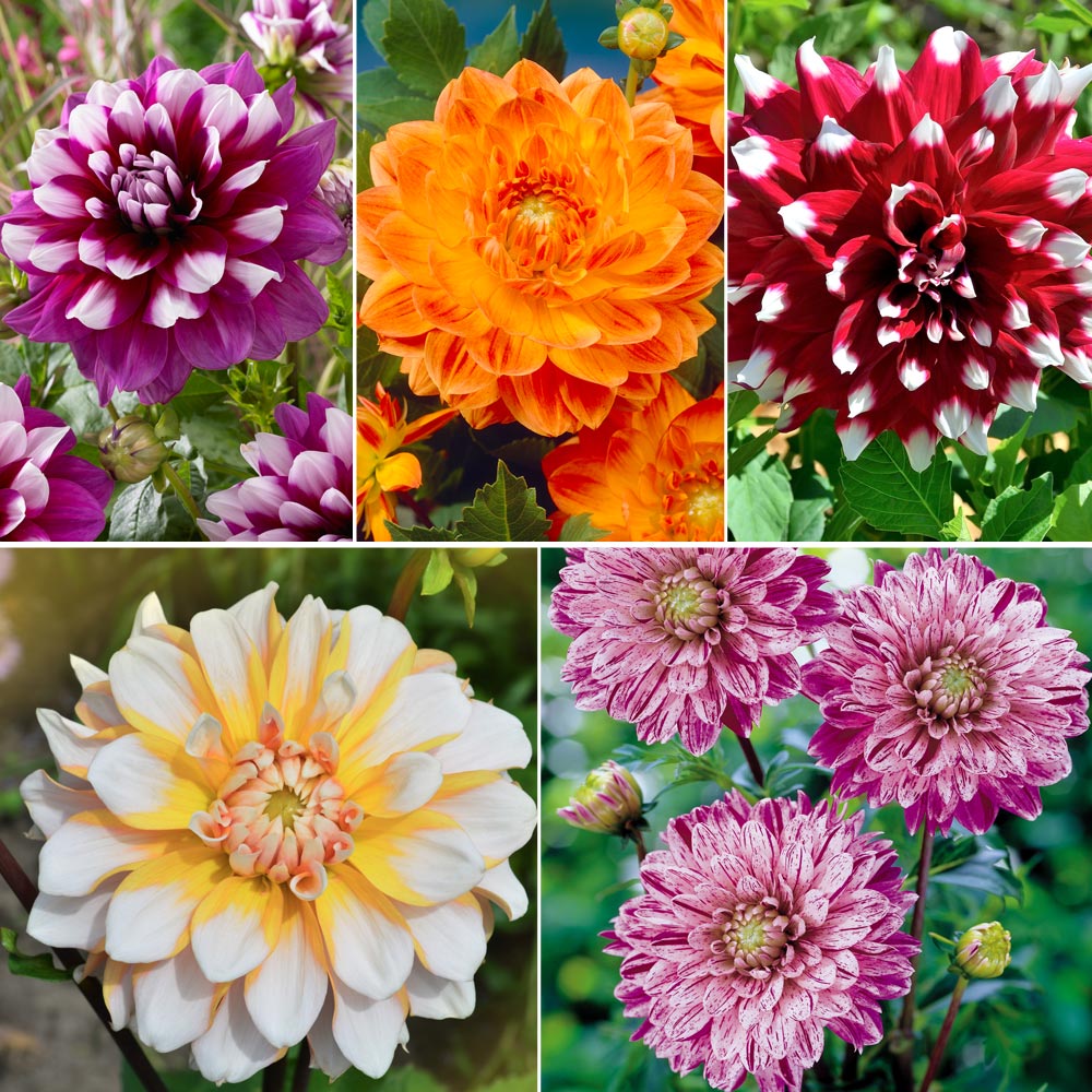 Dahlia 'Perfect Patchwork Collection' image