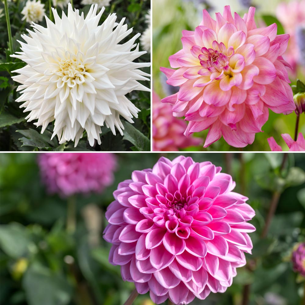 Dahlia 'Beautiful Bouquet Collection' image