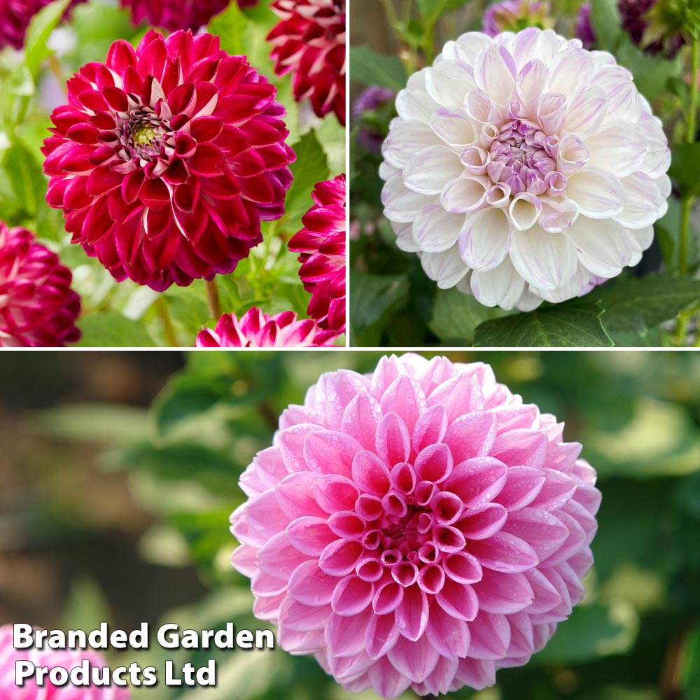 Dahlia 'Perfect Pompom Collection' image