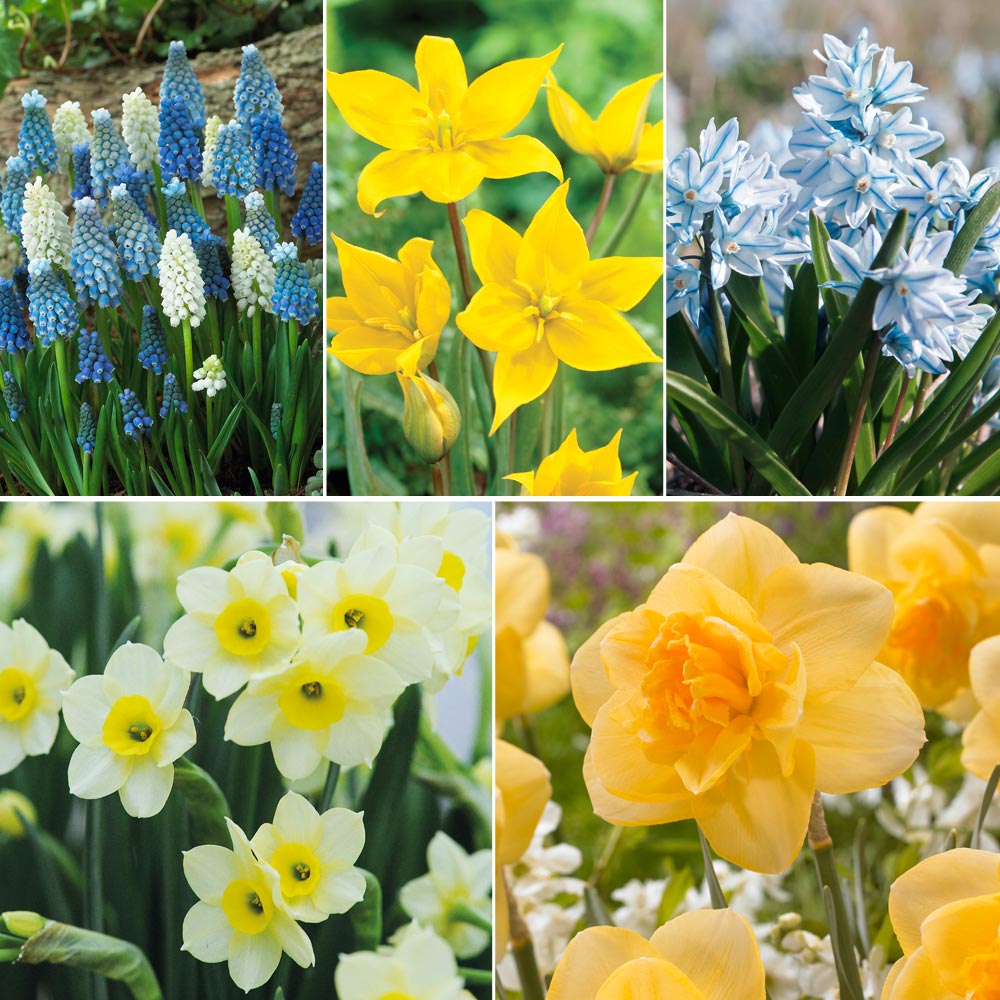 Spring Bulb Beach Collection image