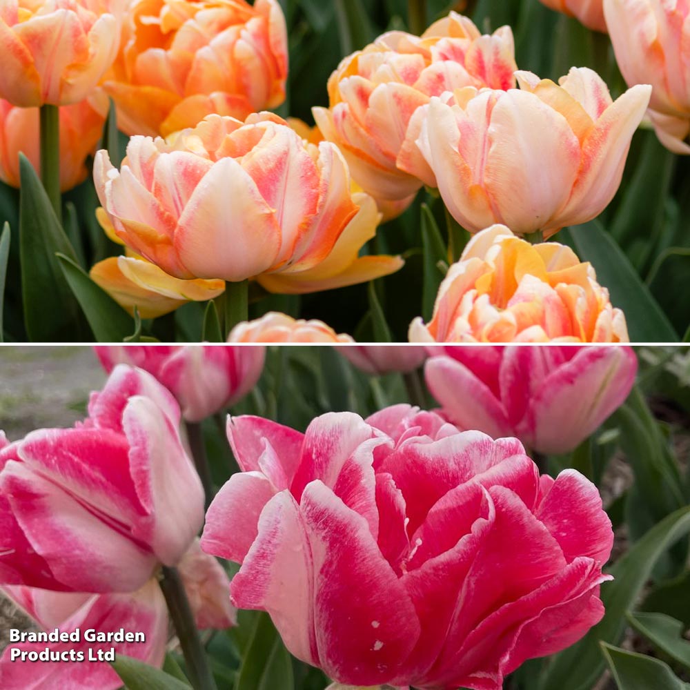 Tulip Foxtrot Collection image