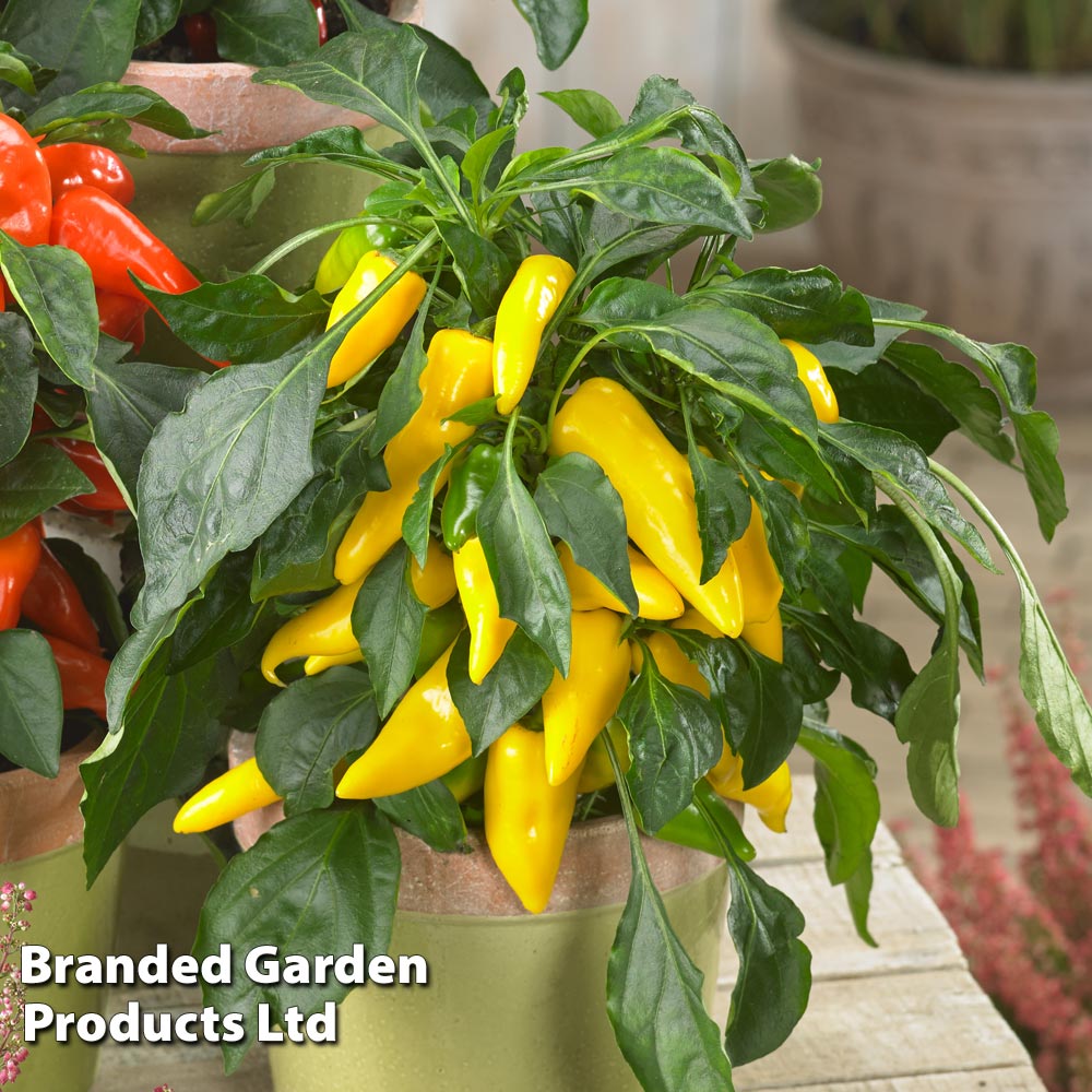 Chilli Pepper 'Galaxy Yellow' image