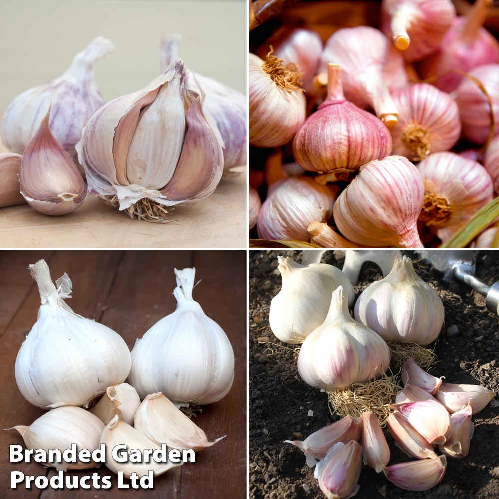 Garlic (Autumn) Lovers Collection image