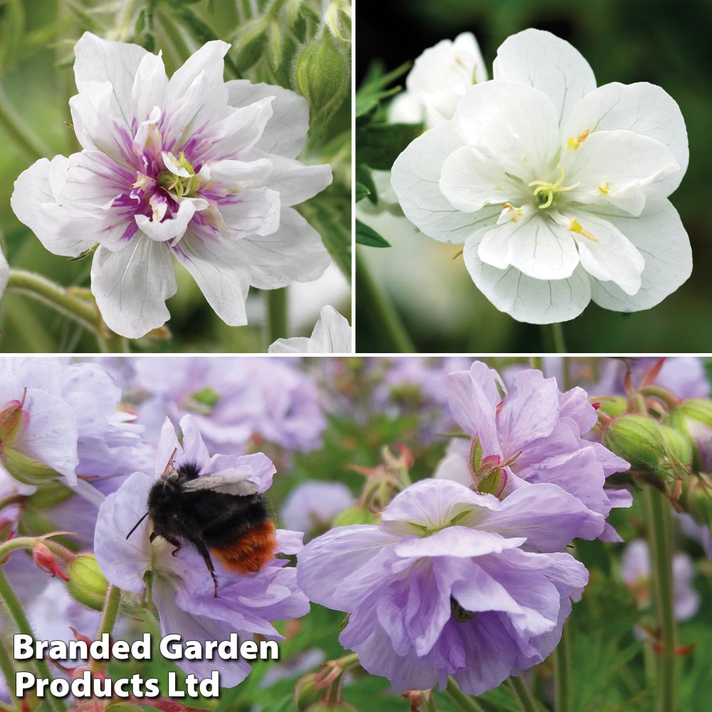 Geranium Doubles Hardy Collection image