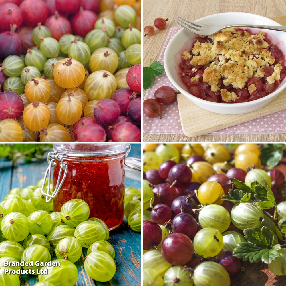 Gooseberry Growers Choice image
