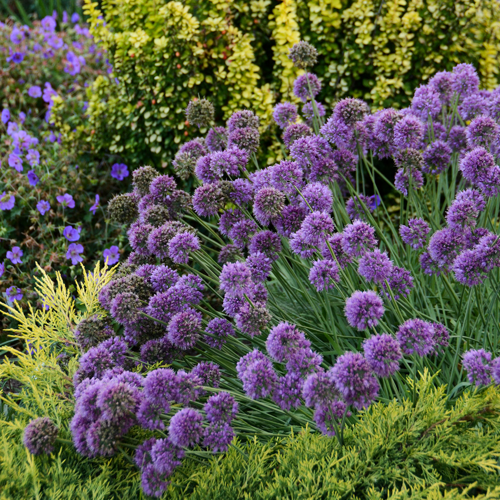 Allium 'Medusa' image