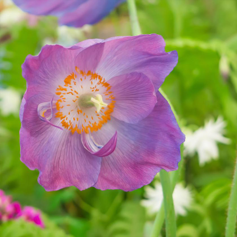 Meconopsis baileyi 'Hensol Violet' image