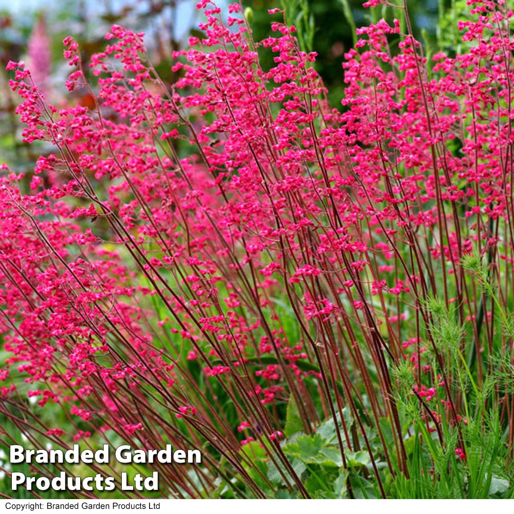 Heuchera paris on sale