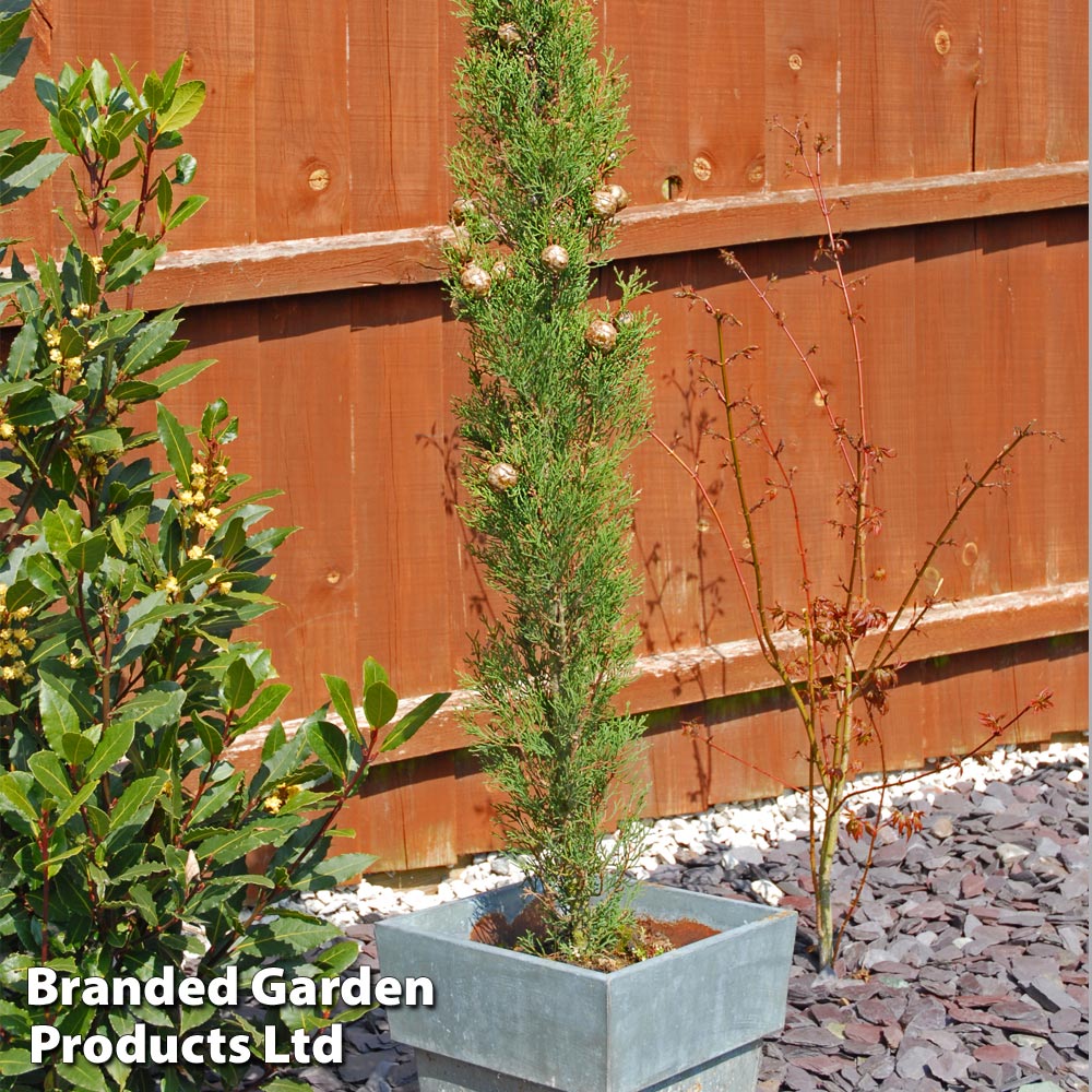 Italian Cypress for Sale