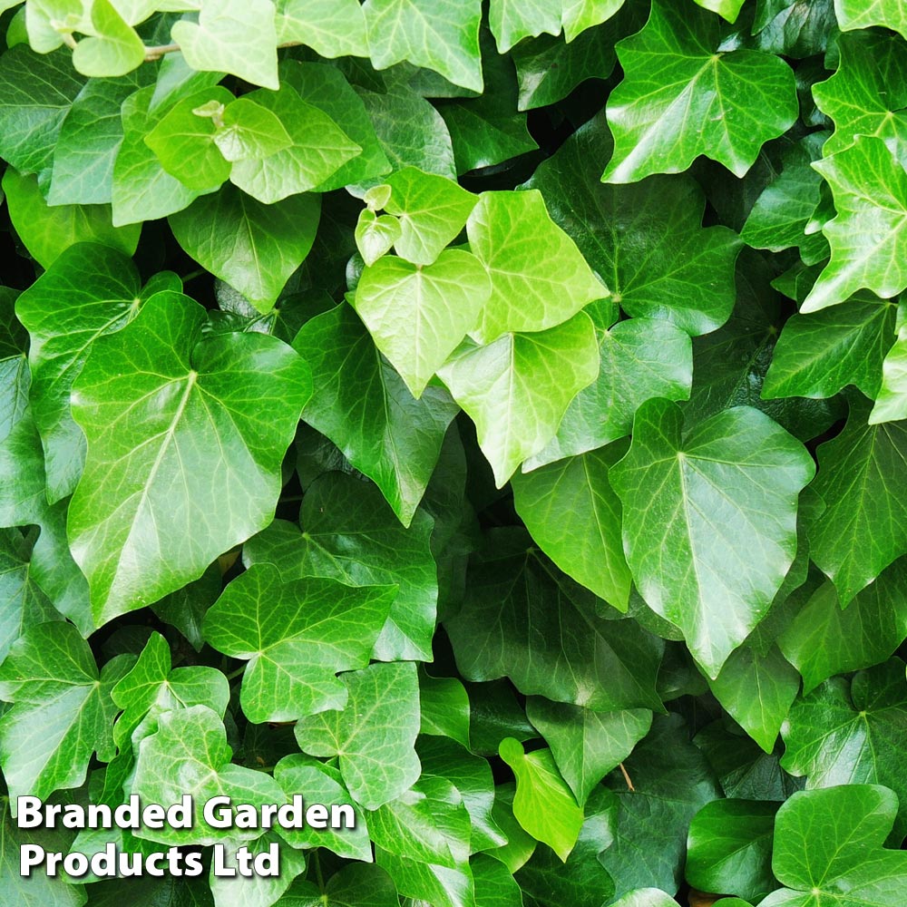 Hedera helix 'Arborescens' image