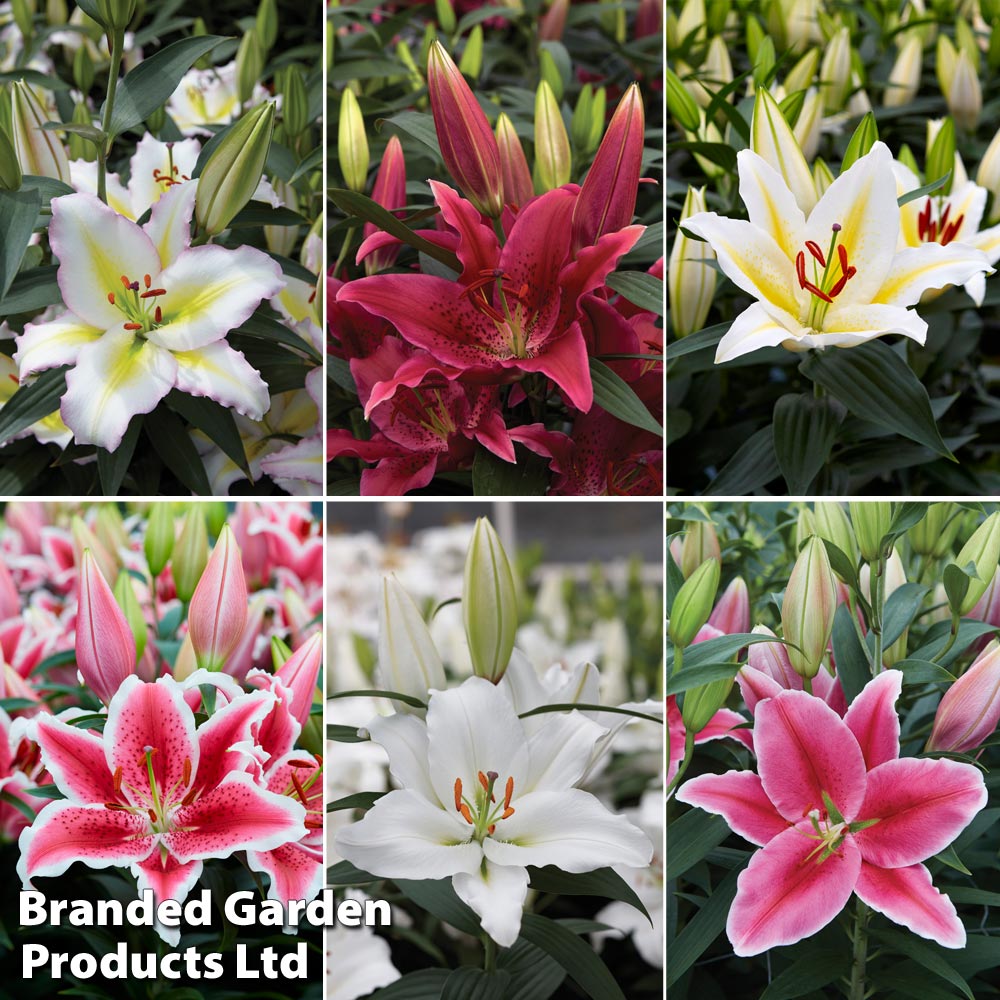 Lily 'Oriental Giant Flowering Collection' image