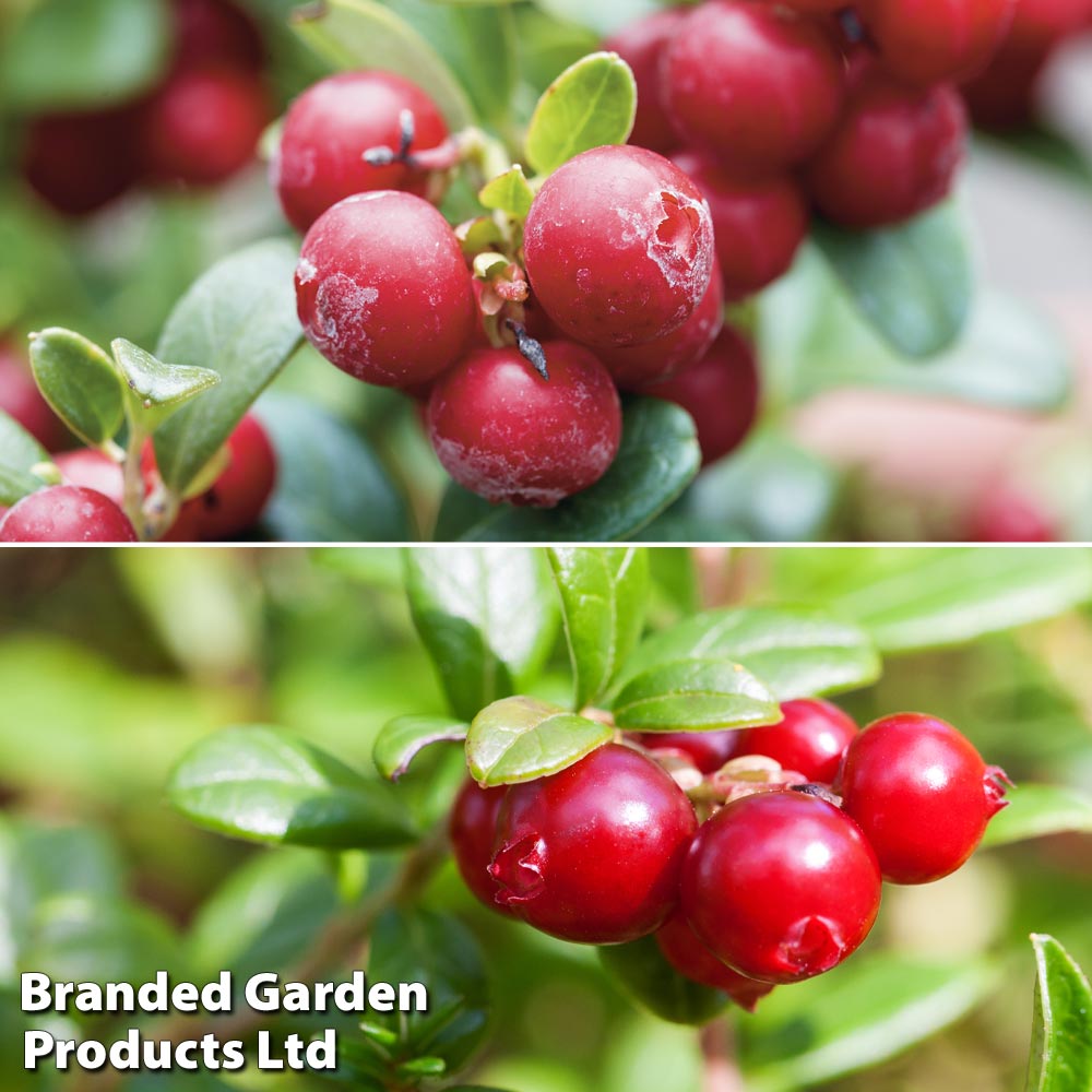 Cranberry & Lingonberry Collection image
