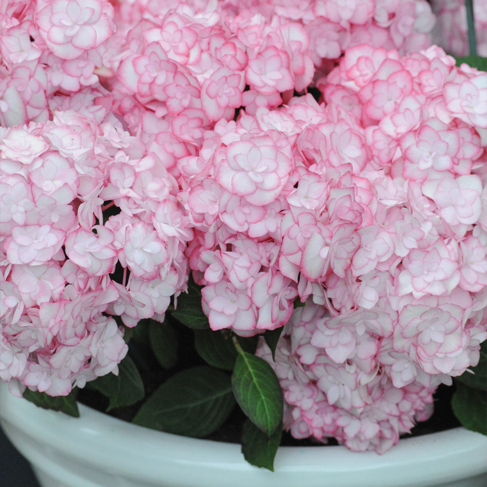 Hydrangea macrophylla 'Miss Saori' image