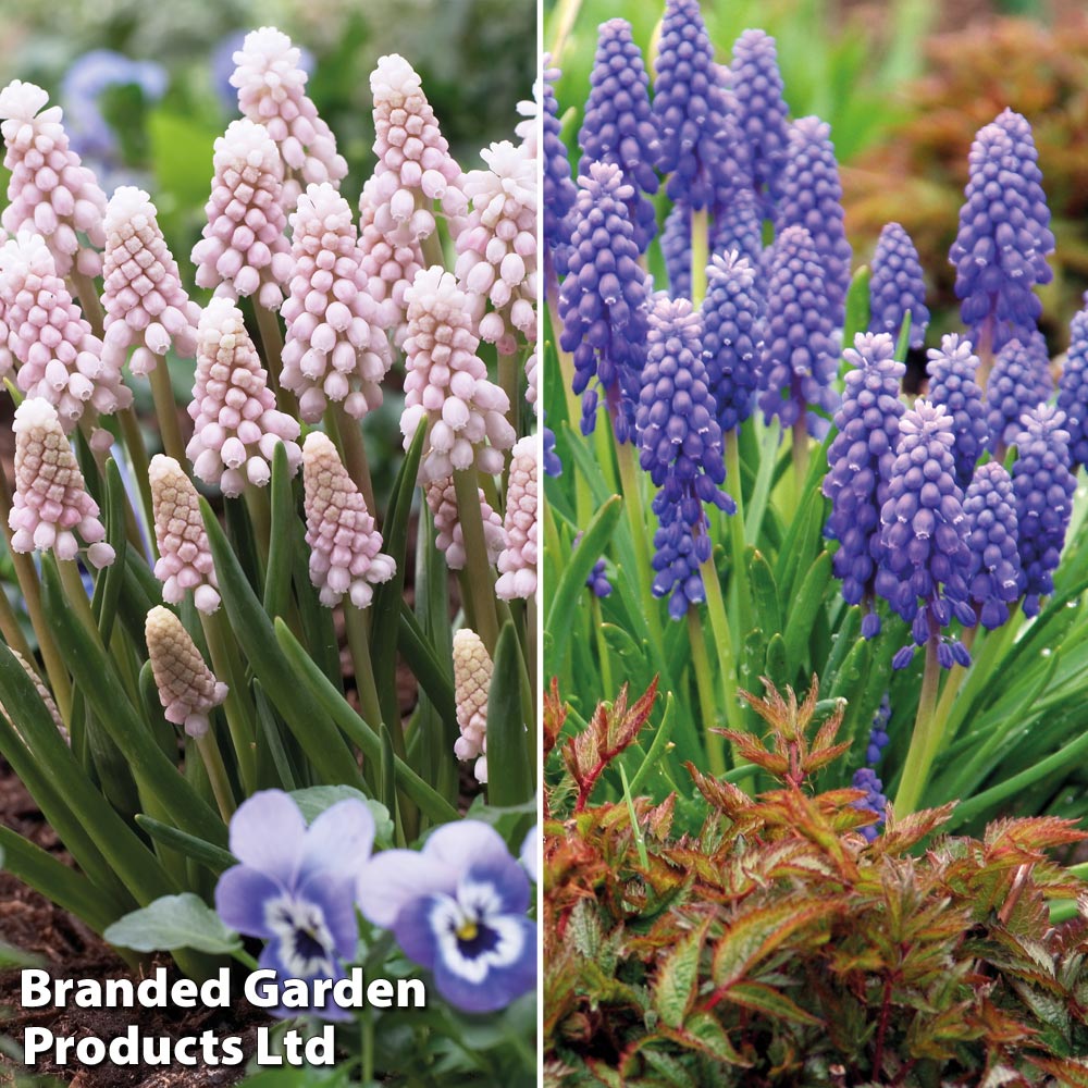 Muscari Duo image