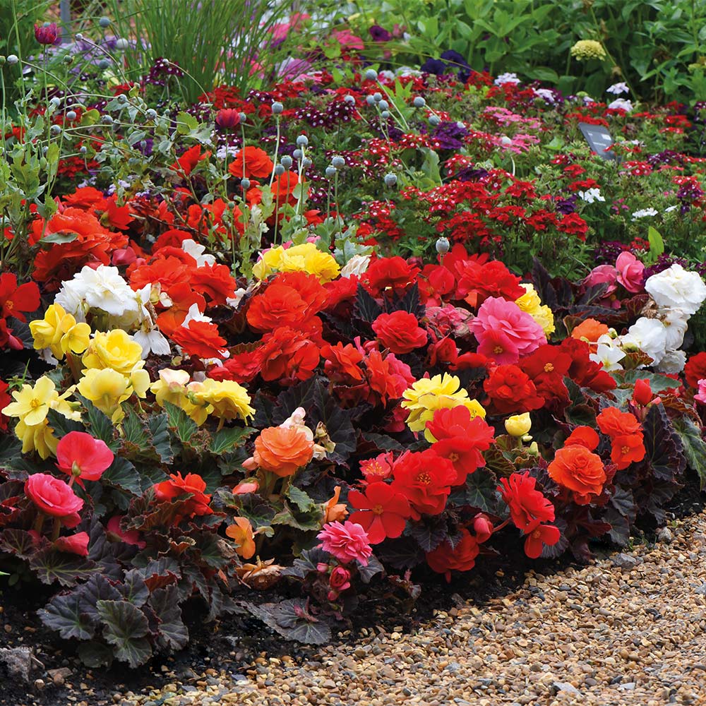 Begonia x tuberhybrida 'Nonstop Mocca' image