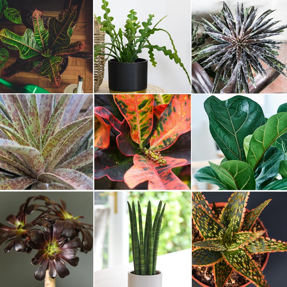 Nurseryman's Choice Foliage Houseplant Mix at Dobies