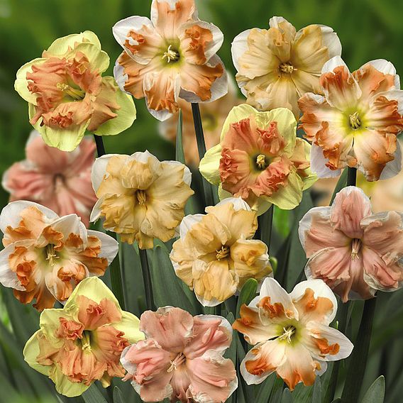 Daffodil 'Rainbow Butterflies' Mixed