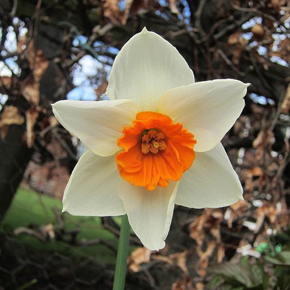 Narcissus 'Decoy Red'