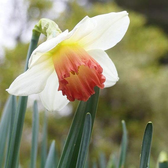 Narcissus 'Decoy Red'