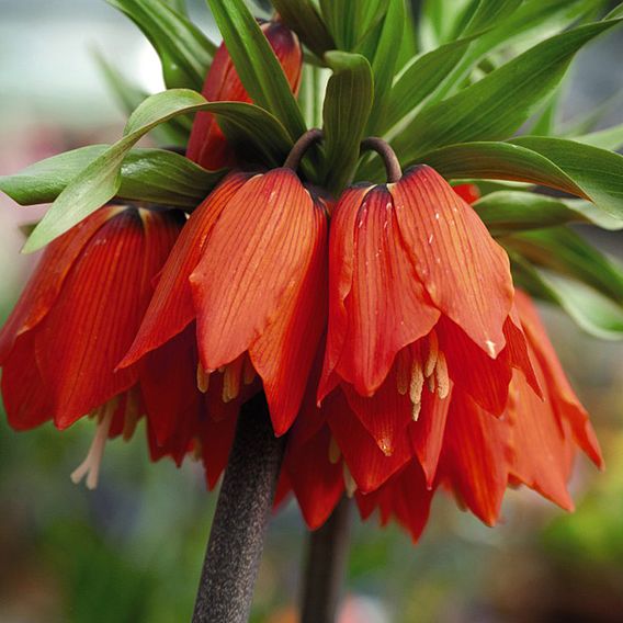 Fritillaria imperialis 'Red'