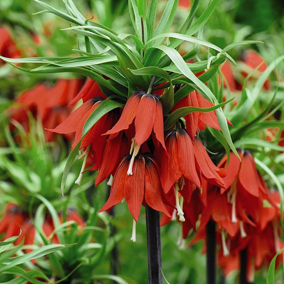 Fritillaria imperialis 'Red'