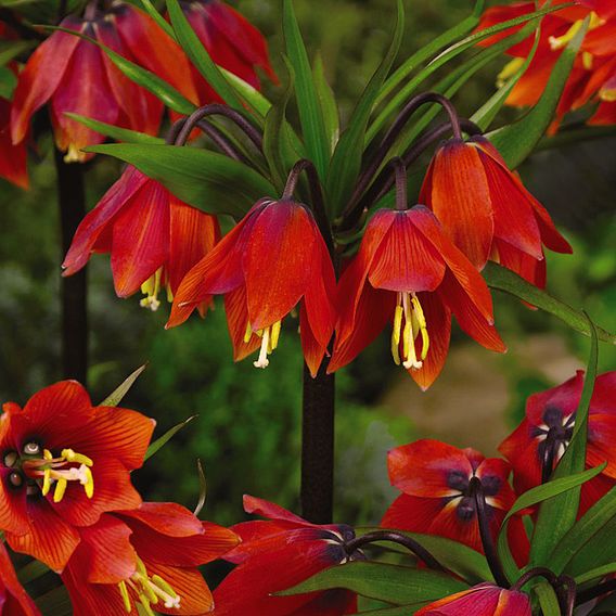 Fritillaria imperialis 'Red'