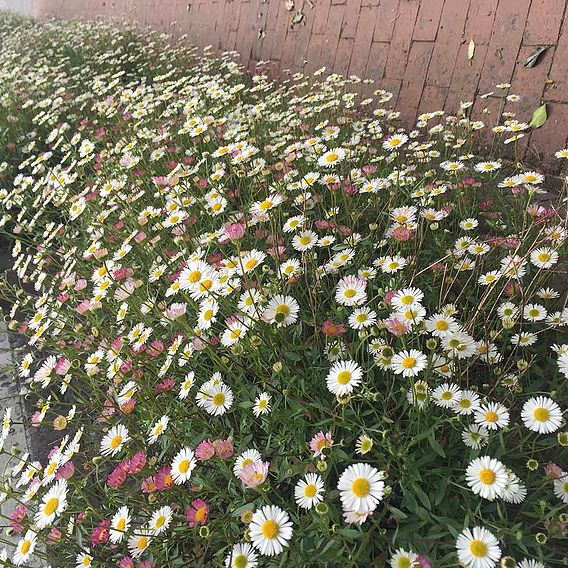 Erigeron 'Profusion' - Seeds