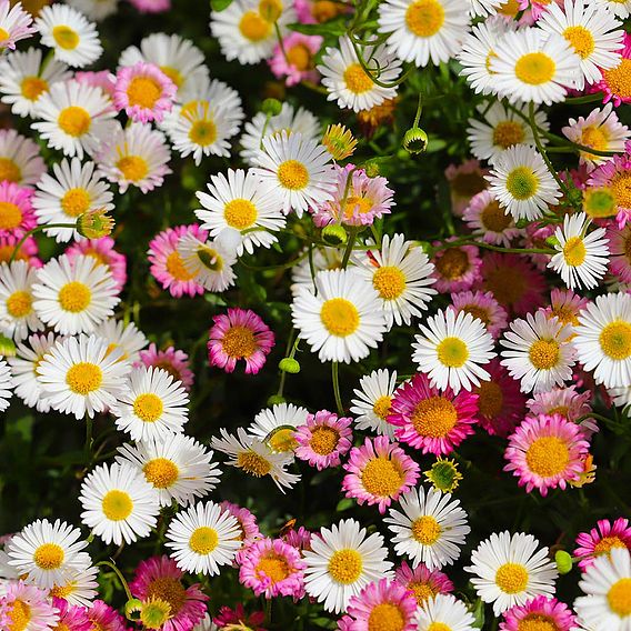 Erigeron 'Profusion' - Seeds