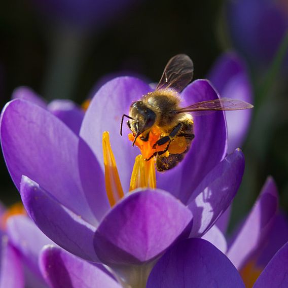 Crocus 'Dutch Purple'