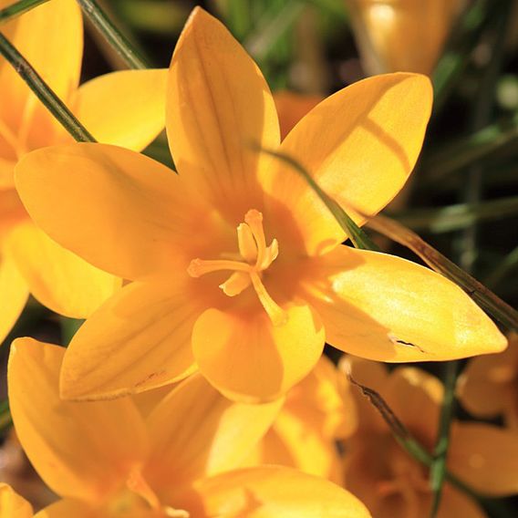 Crocus Dutch Yellow