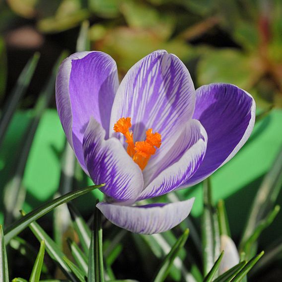 Crocus Dutch Striped 