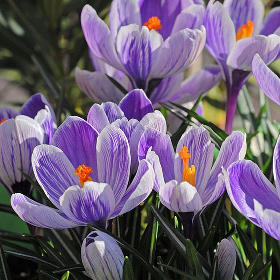 Crocus Dutch Striped 