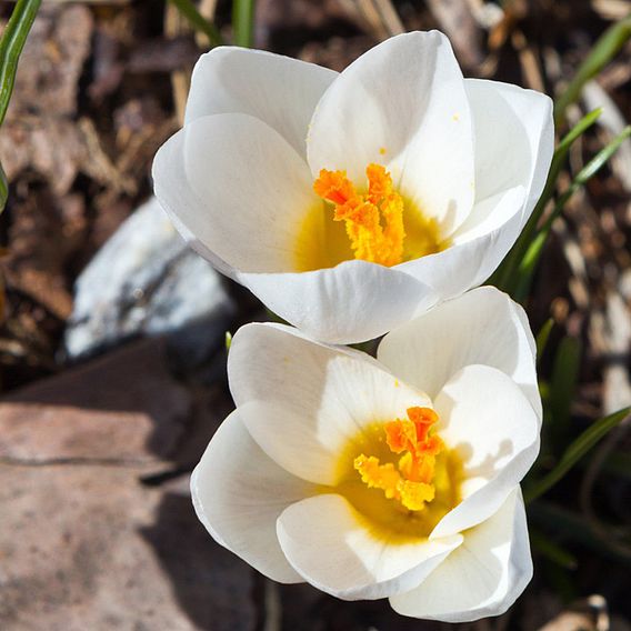 Crocus Dutch White 