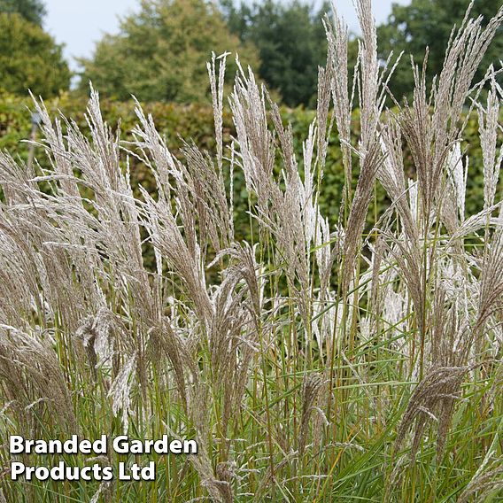 Miscanthus sinensis 'Kleine Silberspinne'