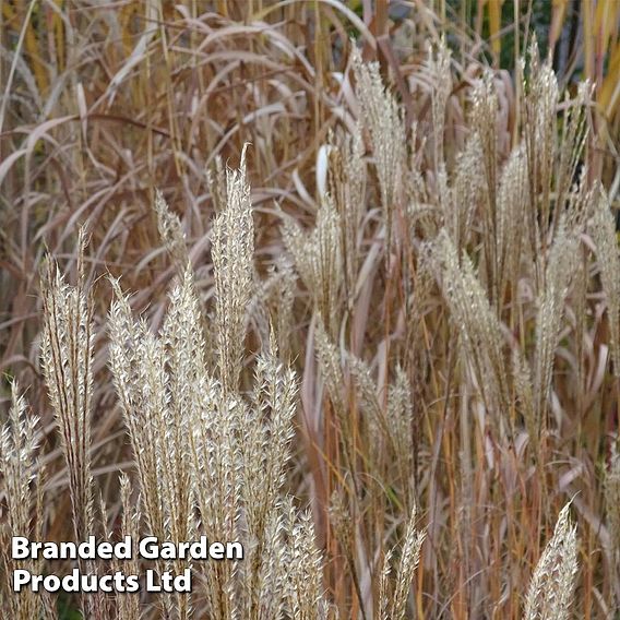 Miscanthus sinensis 'Kleine Silberspinne'